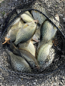 Crappie Frenzy Fishing IN Branson